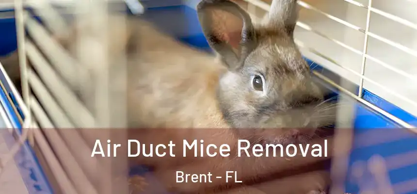 Air Duct Mice Removal Brent - FL